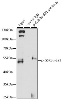 Phospho-GSK3α-S21 Rabbit pAb