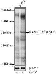 Phospho-CD115/CSF-1R-Y708 Rabbit pAb
