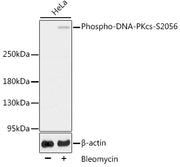 Phospho-DNA-PKcs-S2056 Rabbit pAb
