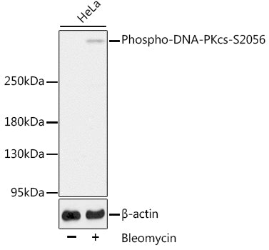 Phospho-DNA-PKcs-S2056 Rabbit pAb