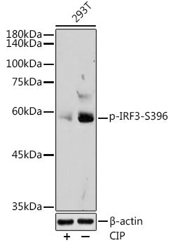 Phospho-IRF3-S396 Rabbit pAb