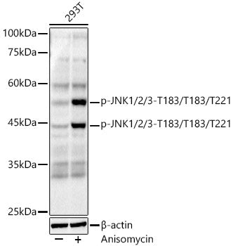 Phospho-JNK1/2/3-T183/T183/T221 Rabbit mAb