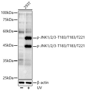 Phospho-JNK1/2/3-T183/T183/T221 Rabbit mAb