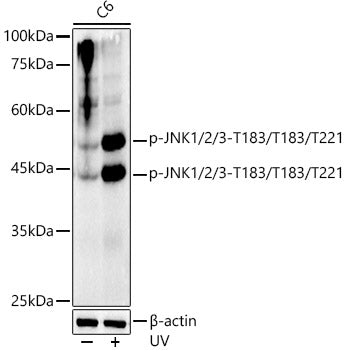 Phospho-JNK1/2/3-T183/T183/T221 Rabbit mAb