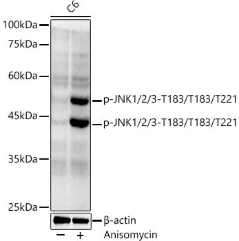 Phospho-JNK1/2/3-T183/T183/T221 Rabbit mAb