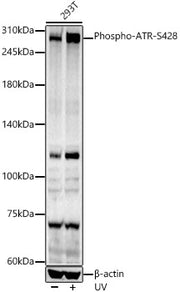 Phospho-ATR-S428 Rabbit pAb