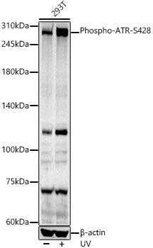 Phospho-ATR-S428 Rabbit pAb