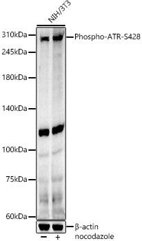Phospho-ATR-S428 Rabbit pAb