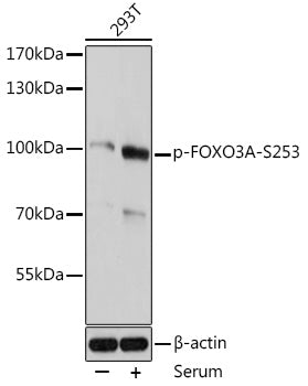 Phospho-FOXO3A-S253 Rabbit pAb