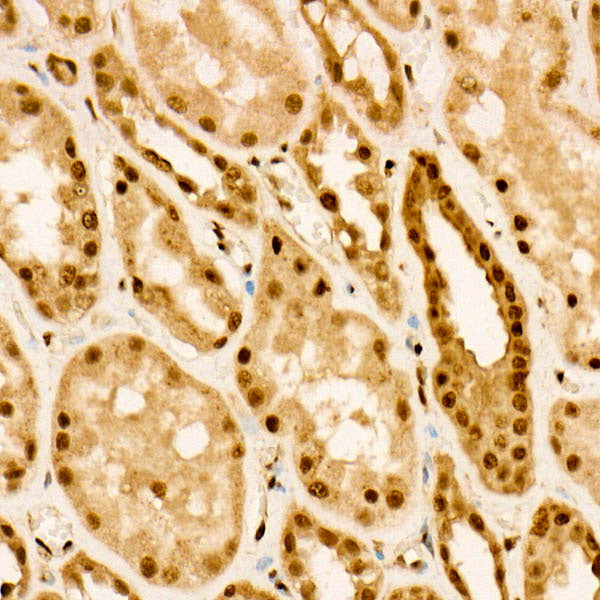 Phospho-FOXO3A-S253 Rabbit pAb