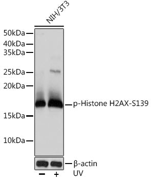 Phospho-Histone H2AX-S139 Rabbit mAb
