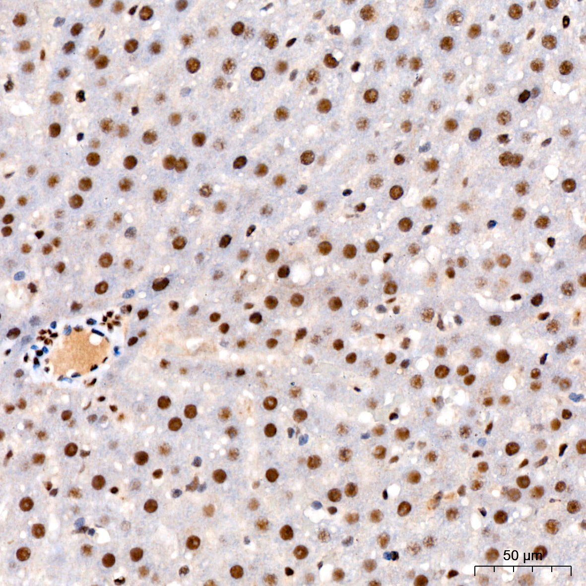 Phospho-STAT3-S727 Rabbit mAb