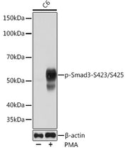 Phospho-Smad3-S423/S425 Rabbit mAb