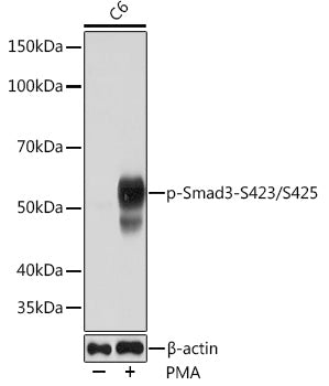 Phospho-Smad3-S423/S425 Rabbit mAb