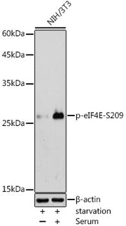 Phospho-eIF4E-S209 Rabbit pAb