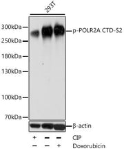 Phospho-POLR2A CTD-S2 Rabbit pAb