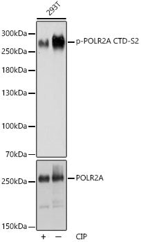 Phospho-POLR2A CTD-S2 Rabbit pAb