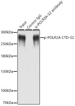 Phospho-POLR2A CTD-S2 Rabbit pAb