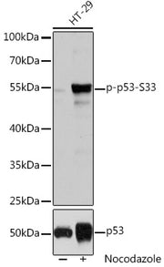 Phospho-p53-S33 Rabbit pAb