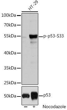 Phospho-p53-S33 Rabbit pAb