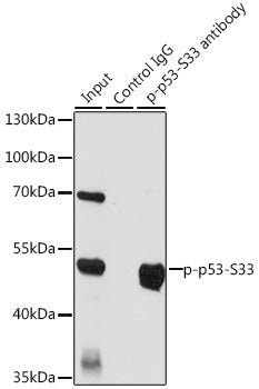Phospho-p53-S33 Rabbit pAb