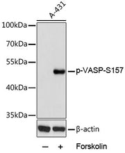 Phospho-VASP-S157 Rabbit pAb