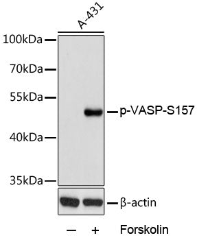 Phospho-VASP-S157 Rabbit pAb
