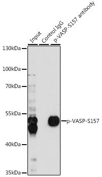 Phospho-VASP-S157 Rabbit pAb