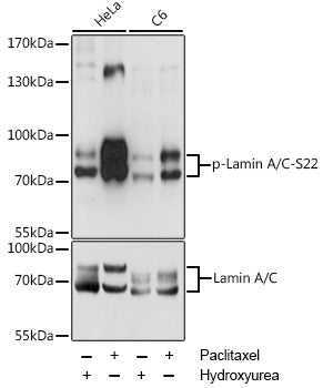 Phospho-Lamin A/C-S22 Rabbit pAb