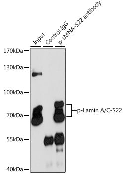 Phospho-Lamin A/C-S22 Rabbit pAb