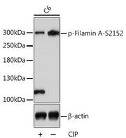 Phospho-Filamin A-S2152 Rabbit pAb