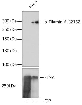 Phospho-Filamin A-S2152 Rabbit pAb