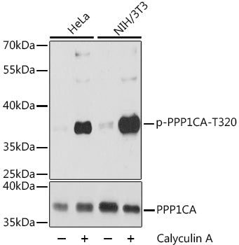 Phospho-PPP1CA-T320 Rabbit pAb