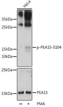Phospho-PEA15-S104 Rabbit pAb