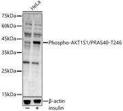 Phospho-AKT1S1/PRAS40-T246 Rabbit pAb
