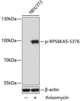 Phospho-RPS6KA5-S376 Rabbit pAb