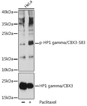 Phospho-HP1 gamma/CBX3-S83 Rabbit pAb