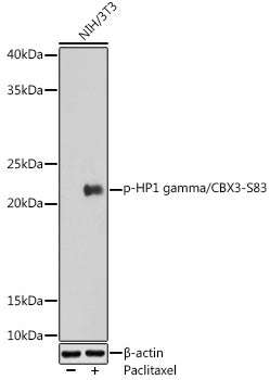 Phospho-HP1 gamma/CBX3-S83 Rabbit pAb