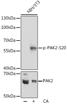 Phospho-PAK2-S20 Rabbit pAb