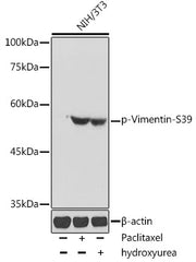 Phospho-Vimentin-S39 Rabbit pAb