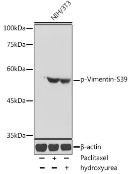 Phospho-Vimentin-S39 Rabbit pAb