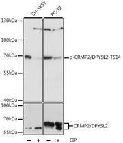 Phospho-CRMP2/DPYSL2-T514 Rabbit pAb