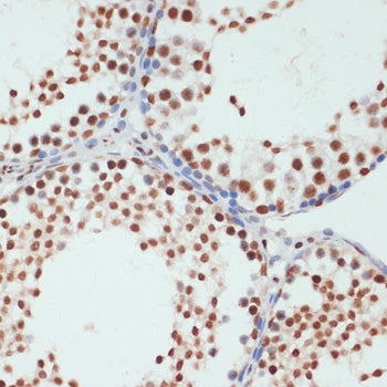 Phospho-POLR2A CTD-S5 Rabbit pAb