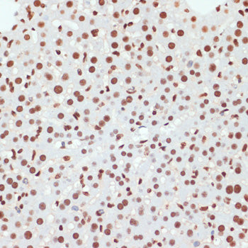 Phospho-POLR2A CTD-S5 Rabbit pAb