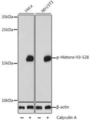 Phospho-Histone H3-S28 Rabbit pAb