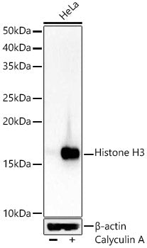 Phospho-Histone H3-S28 Rabbit pAb