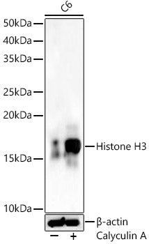Phospho-Histone H3-S28 Rabbit pAb