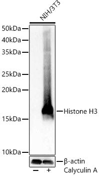 Phospho-Histone H3-S28 Rabbit pAb