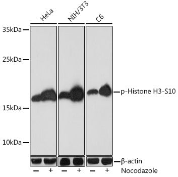 Phospho-Histone H3-S10 Rabbit pAb