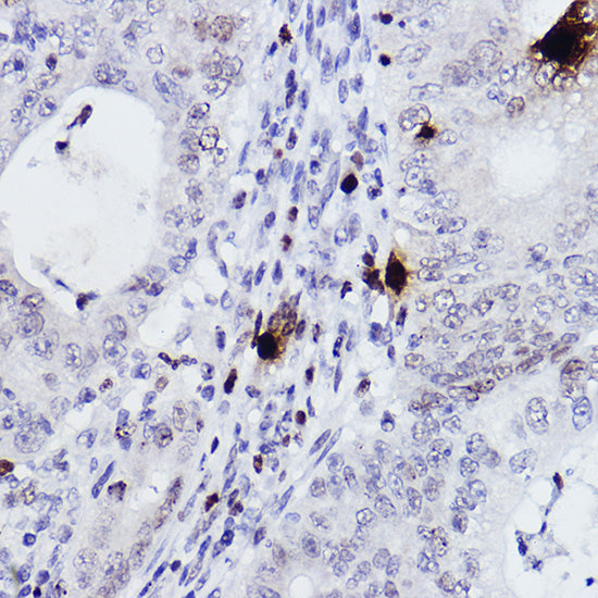 Phospho-Histone H3-S10 Rabbit pAb